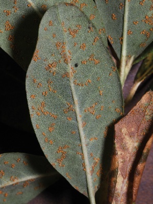  ( - FDS-CA-05039)  @11 [ ] by-nc (2024) Taye Bright Fungal Diversity Survey