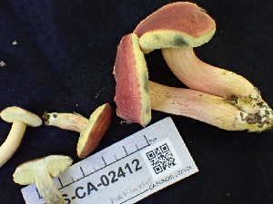  ( - FDS-CA-02412)  @11 [ ] by-nc (2024) Jaren Hockert Fungal Diversity Survey