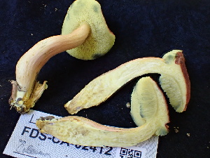  ( - FDS-CA-02412)  @11 [ ] by-nc (2024) Jaren Hockert Fungal Diversity Survey