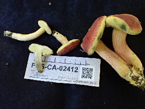  ( - FDS-CA-02412)  @11 [ ] by-nc (2024) Jaren Hockert Fungal Diversity Survey