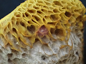  ( - FDS-CA-02413)  @11 [ ] by-nc (2024) Jaren Hockert Fungal Diversity Survey
