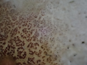  ( - FDS-CA-02413)  @11 [ ] by-nc (2024) Jaren Hockert Fungal Diversity Survey