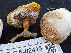  ( - FDS-CA-02413)  @11 [ ] by-nc (2024) Jaren Hockert Fungal Diversity Survey