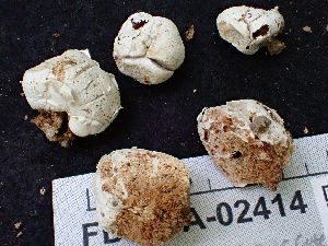 (Russula sp. CA24 - FDS-CA-02414)  @11 [ ] by-nc (2024) Jaren Hockert Fungal Diversity Survey