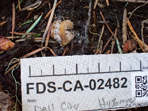  ( - FDS-CA-02482)  @11 [ ] by-nc (2024) Jaren Hockert Fungal Diversity Survey