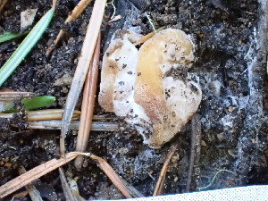  ( - FDS-CA-02482)  @11 [ ] by-nc (2024) Jaren Hockert Fungal Diversity Survey