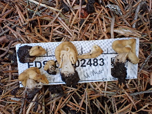  (Helvella sp. sinocrispa-CA01 - FDS-CA-02483)  @11 [ ] by-nc (2024) Jaren Hockert Fungal Diversity Survey