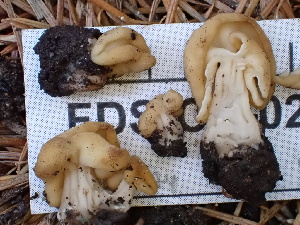  ( - FDS-CA-02483)  @11 [ ] by-nc (2024) Jaren Hockert Fungal Diversity Survey