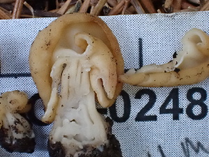  ( - FDS-CA-02483)  @11 [ ] by-nc (2024) Jaren Hockert Fungal Diversity Survey