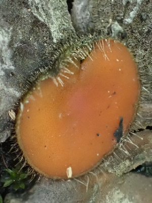  ( - FDS-CA-02419)  @11 [ ] by-nc (2024) Jaren Hockert Fungal Diversity Survey