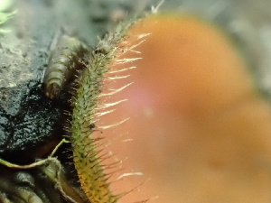  ( - FDS-CA-02419)  @11 [ ] by-nc (2024) Jaren Hockert Fungal Diversity Survey