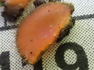  ( - FDS-CA-02419)  @11 [ ] by-nc (2024) Jaren Hockert Fungal Diversity Survey