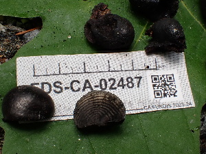  ( - FDS-CA-02487)  @11 [ ] by-nc (2024) Jaren Hockert Fungal Diversity Survey