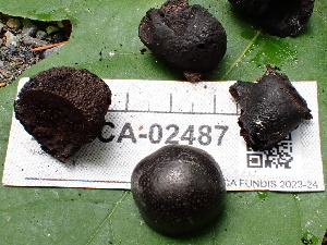  ( - FDS-CA-02487)  @11 [ ] by-nc (2024) Jaren Hockert Fungal Diversity Survey