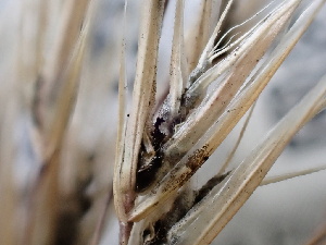  ( - FDS-CA-02488)  @11 [ ] by-nc (2024) Jaren Hockert Fungal Diversity Survey