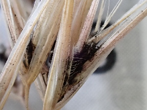  ( - FDS-CA-02488)  @11 [ ] by-nc (2024) Jaren Hockert Fungal Diversity Survey