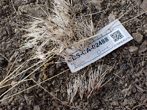  ( - FDS-CA-02488)  @11 [ ] by-nc (2024) Jaren Hockert Fungal Diversity Survey