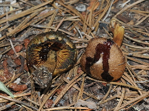  ( - FDS-CA-04771)  @11 [ ] by (2024) Justin Paulin Fungal Diversity Survey