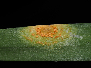  ( - FDS-CA-04772)  @11 [ ] by (2024) Justin Paulin Fungal Diversity Survey