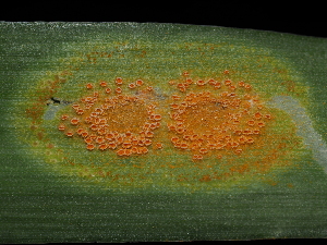  ( - FDS-CA-04772)  @11 [ ] by (2024) Justin Paulin Fungal Diversity Survey