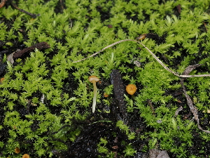  ( - FDS-CA-04775)  @11 [ ] by (2024) Justin Paulin Fungal Diversity Survey