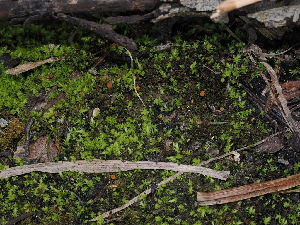  ( - FDS-CA-04775)  @11 [ ] by (2024) Justin Paulin Fungal Diversity Survey