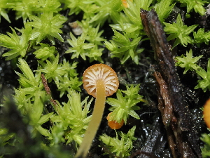  ( - FDS-CA-04775)  @11 [ ] by (2024) Justin Paulin Fungal Diversity Survey