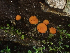  (Scutellinia sp. CA08 - FDS-CA-00295)  @11 [ ] by-nc (2024) Dean Lyons Fungal Diversity Survey