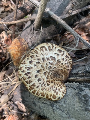  ( - FDS-CA-05412)  @11 [ ] by-nc (2024) Unspecified Fungal Diversity Survey