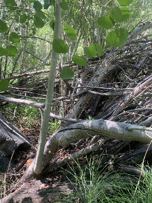  ( - FDS-CA-05412)  @11 [ ] by-nc (2024) Unspecified Fungal Diversity Survey