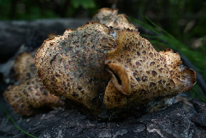  ( - FDS-CA-05409)  @11 [ ] by-nc (2024) Unspecified Fungal Diversity Survey