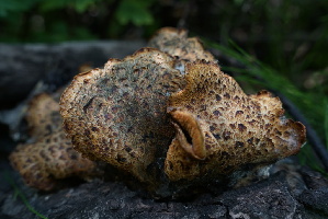  ( - FDS-CA-05409)  @11 [ ] by-nc (2024) Unspecified Fungal Diversity Survey