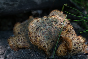  ( - FDS-CA-05409)  @11 [ ] by-nc (2024) Unspecified Fungal Diversity Survey
