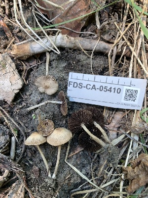  ( - FDS-CA-05410)  @11 [ ] by-nc (2024) Unspecified Fungal Diversity Survey