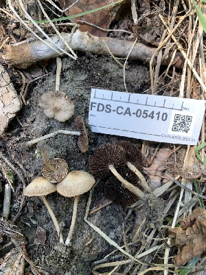  ( - FDS-CA-05410)  @11 [ ] by-nc (2024) Unspecified Fungal Diversity Survey