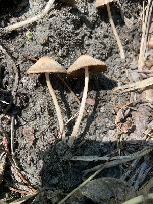  ( - FDS-CA-05410)  @11 [ ] by-nc (2024) Unspecified Fungal Diversity Survey