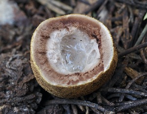 ( - FDS-CA-05393)  @11 [ ] by-nc (2024) Unspecified Fungal Diversity Survey
