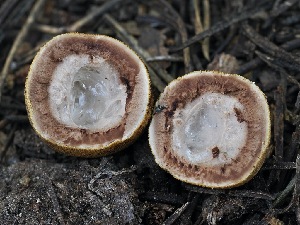  ( - FDS-CA-05393)  @11 [ ] by-nc (2024) Unspecified Fungal Diversity Survey