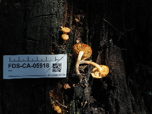  ( - FDS-CA-05918)  @11 [ ] by-nc (2024) Fresno Mycology Society Fungal Diversity Survey