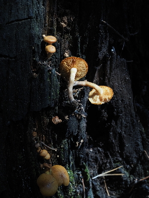  ( - FDS-CA-05918)  @11 [ ] by-nc (2024) Fresno Mycology Society Fungal Diversity Survey