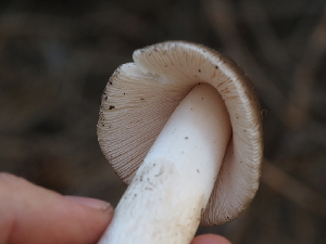  ( - FDS-CA-05920)  @11 [ ] by-nc (2024) Fresno Mycology Society Fungal Diversity Survey