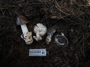  ( - FDS-CA-05920)  @11 [ ] by-nc (2024) Fresno Mycology Society Fungal Diversity Survey