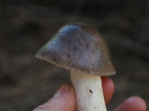  ( - FDS-CA-05920)  @11 [ ] by-nc (2024) Fresno Mycology Society Fungal Diversity Survey