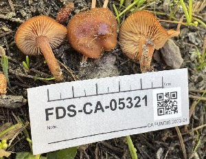  ( - FDS-CA-05321)  @11 [ ] by-nc (2024) Damon Tighe Fungal Diversity Survey