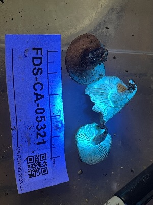  ( - FDS-CA-05321)  @11 [ ] by-nc (2024) Damon Tighe Fungal Diversity Survey