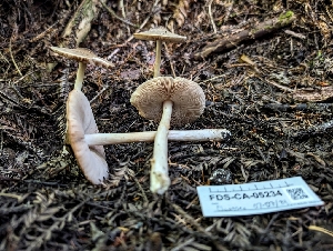  ( - FDS-CA-05234)  @11 [ ] c (2024) Andrew Claassen Fungal Diversity Survey