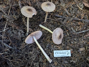 ( - FDS-CA-05234)  @11 [ ] c (2024) Andrew Claassen Fungal Diversity Survey