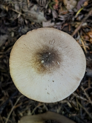  ( - FDS-CA-05234)  @11 [ ] c (2024) Andrew Claassen Fungal Diversity Survey