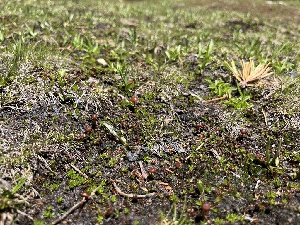  ( - FDS-CA-04798)  @11 [ ] by-nc (2024) Dean Lyons Fungal Diversity Survey