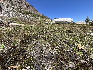  ( - FDS-CA-04798)  @11 [ ] by-nc (2024) Dean Lyons Fungal Diversity Survey